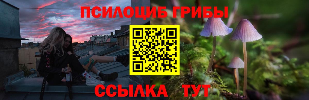 Галлюциногенные грибы Psilocybe Сосновоборск